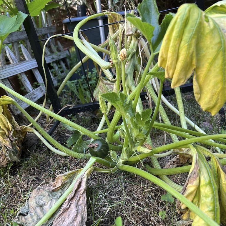 Where flooding has become more frequent, here's how gardeners can respond